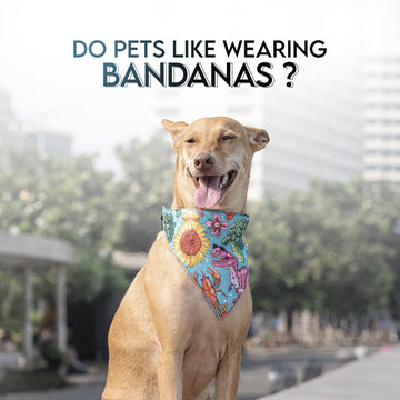 Do Pets Like Wearing Bandanas? Here’s What You Should Know