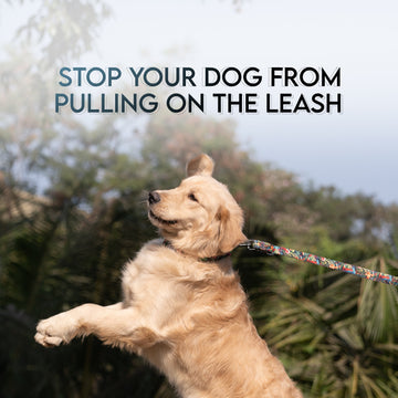 How to Stop Your Dog from Pulling on the Leash