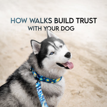 How Walks Build Trust With Your Dog