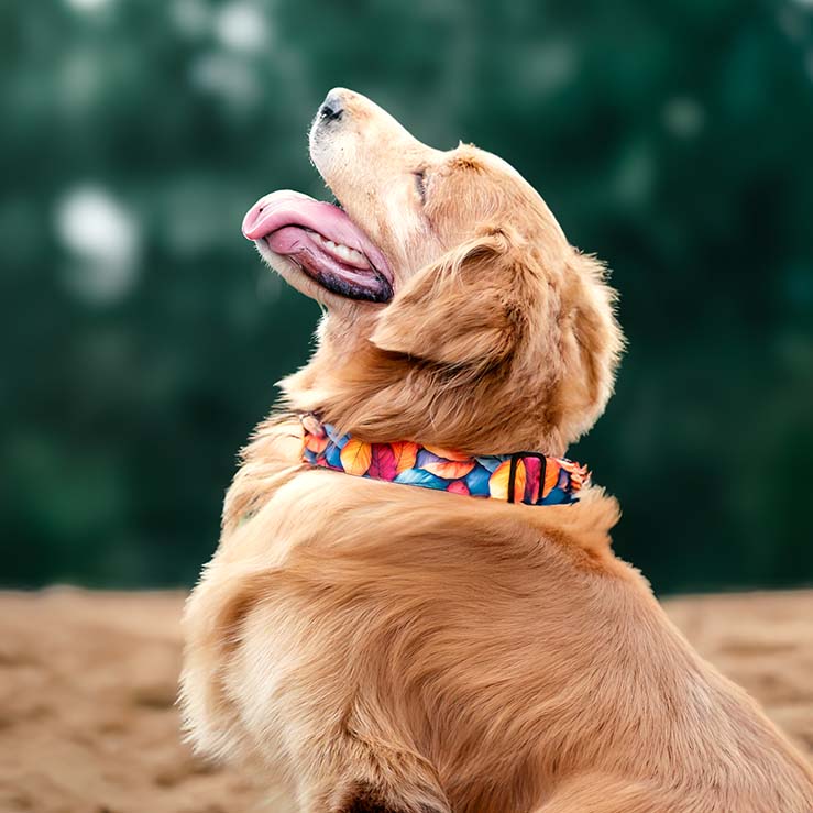 The Autumn Harmony Martingale Dog Collar With QuickLink