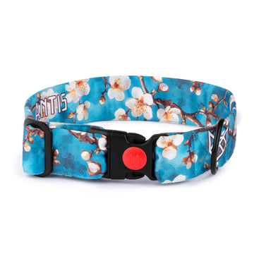 The Almond Blossom Buckle Dog Collar With QuickLink