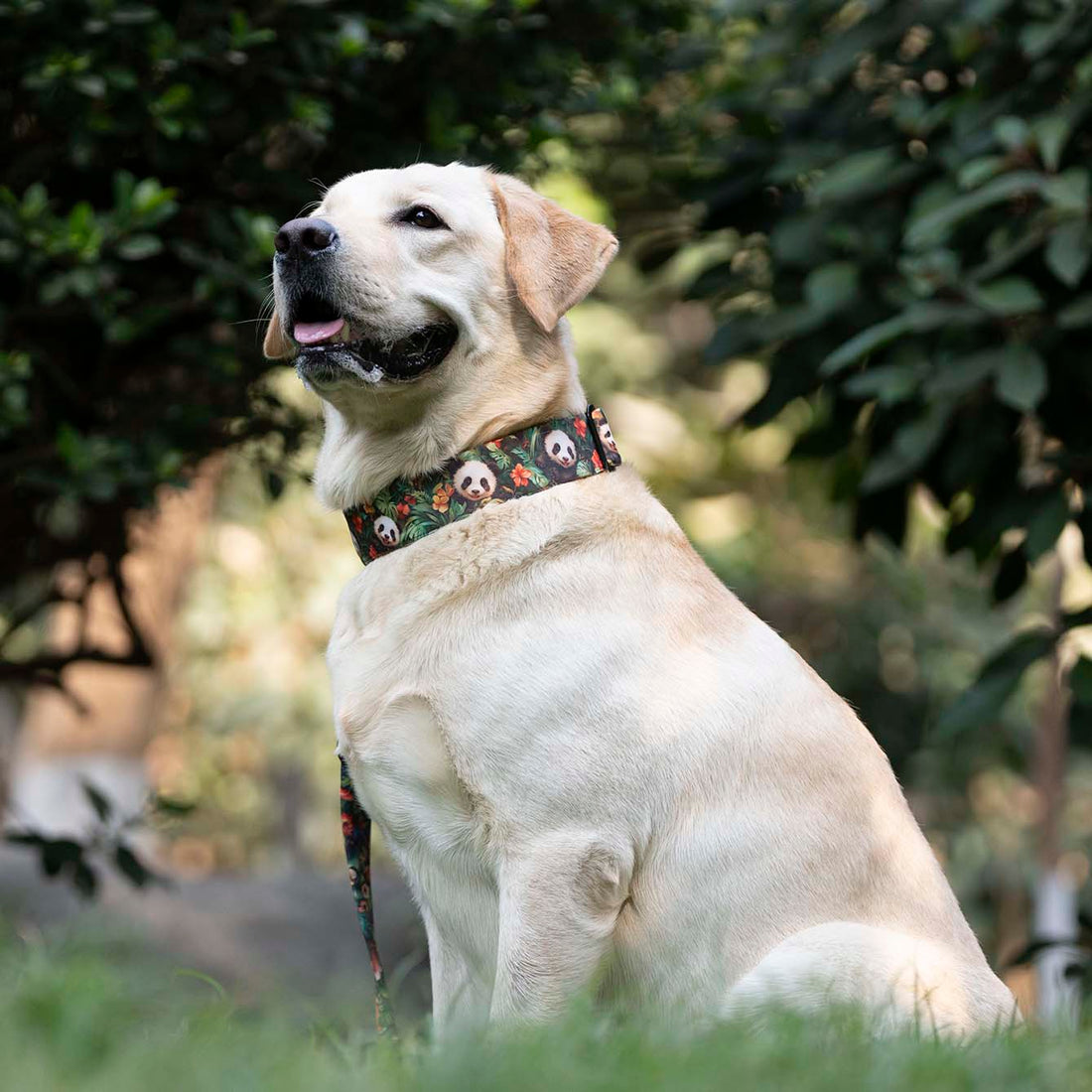 The Panda Haven Martingale Dog Collar With QuickLink