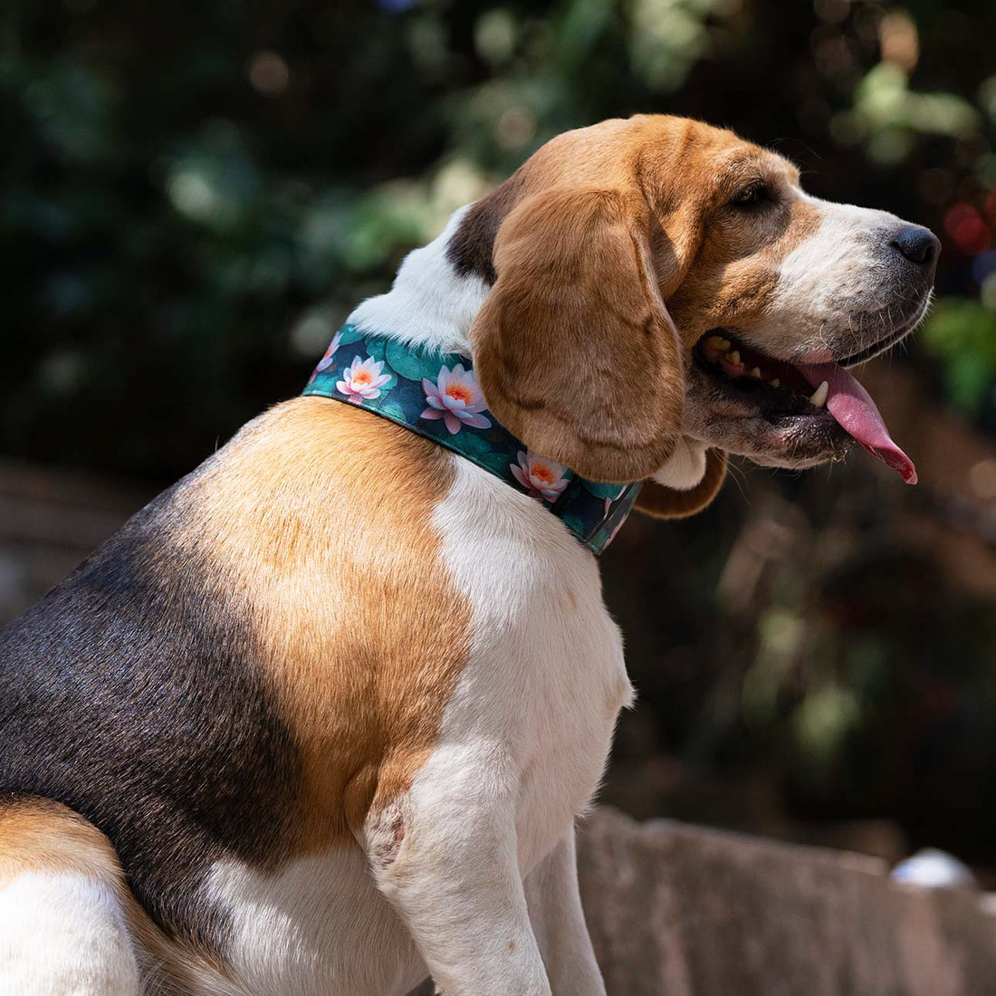 The Lotus Bloom Martingale Dog Collar With QuickLink