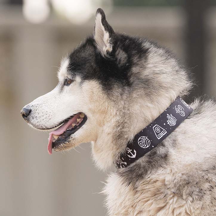 The Nomad Martingale Dog Collar With QuickLink