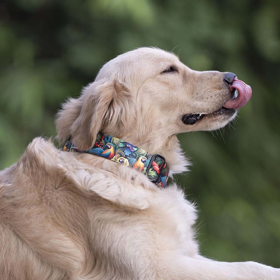 The Tropical Parade Buckle Dog Collar With QuickLink